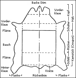 Einteilung Lederhaut